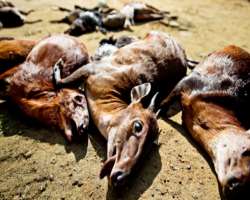 Illegal fishing, hunting, fire and deforestation for agriculture purposes are great threat to the wild life of the park. The water of river was also f